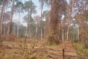 ກົມປ່າໄມ້ຈະສືບຕໍ່ພັດທະນາປ່າໄມ້ ຂັ້ນບ້ານ