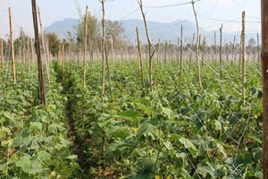 ໄຊຍະບູລີ ກໍານົດທິດທາງ ແຜນວຽກຈຸດສຸມ ປີ 2024