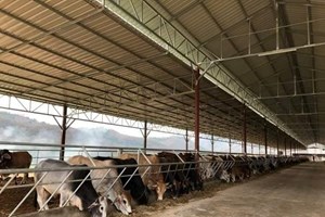 ສົ່ງເສີມການລ້ຽງສັດ ແລະ ສັດນໍ້າ ແມ່ນໜຶ່ງນະໂຍບາຍແຫ່ງຊາດ ທີ່ສຳຄັນ