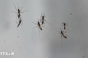 ສິງກະໂປ ປະເຊີນກັບຄວາມສ່ຽງການລະບາດພະຍາດໄຂ້ເລືອດອອກ