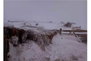 ອາກາດໜາວເຮັດໃຫ້ສັດລ້ຽງໃນມົງໂກລີເສຍຊີວິດເຖິງ 1,5 ລ້ານໂຕ