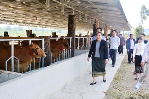 ບໍລິຄໍາໄຊ ສົ່ງເສີມການລ້ຽງສັດ ເພື່ອສະໜອງຄວາມຕ້ອງການຂອງຕະຫຼາດ