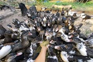 ແຂວງບໍລິຄໍາໄຊ ເອົາການລ້ຽສັດເປັນສິນຄ້າ