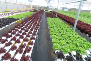 ປາກຊ່ອງສຸມໃສ່ພັດທະນາເສດຖະກິດ ຕິດພັນກັບການປະຕິບັດວາລະແຫ່ງຊາດ