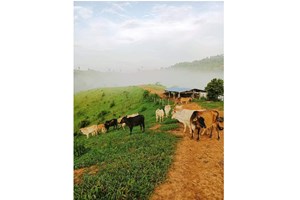 ການຂະຫຍາຍຕົວຂອງຝູງສັດ ໃນປີ 2023 ຢູ່ທີ່ 3,5%