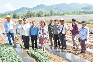 ເຈົ້າເມືອງປາກລາຍລົງຕິດຕາມການປູກໝາກໂມຂອງບໍລິສັດນໍ້າເຜິ້ງພັດທະນາກະສິກໍາ