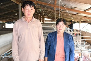 ເພາະພັນລູກໝູນ້ອຍຂາຍ ມີລາຍຮັບດີກວ່າລ້ຽງໃຫຍ່ຈຶ່ງຂາຍ