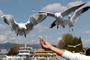 ມາຊົມນົກນາງນວນຢູ່ນະຄອນຄຸນໝິງ