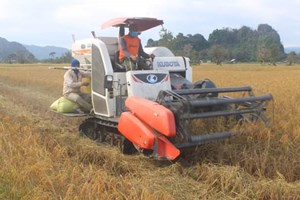 ປັດຈຸບັນທົ່ວແຂວງຄໍາມ່ວນເກັບກ່ຽວເຂົ້ານາປີໄດ້ແລ້ວ 54.680 ເຮັກຕາ