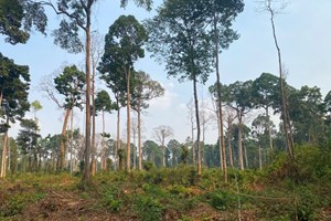 ກົມປ່າໄມ້ເອົາໃຈໃສ່ຄຸ້ມຄອງປ່າຜະລິດ