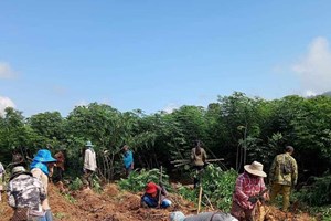 ເມືອງພຽງເກັບກູ້ຜົນຜະລິດພືດລະດູຝົນສຳເລັດ 3,70ກວ່າສ່ວນຮ້ອຍ