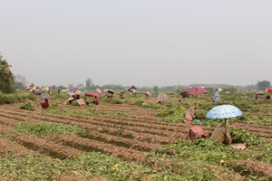 ເຈົ້າແຂວງຫຼວງນໍ້າທາ ຢ້ຽມຢາມບໍລິສັດປູກໝາກຖົ່ວເຫຼືອງ ແລະ ໝາກເຜັດ