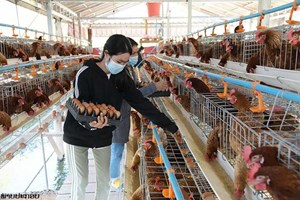 ນະໂຍບາຍຂອງລັດຖະບານໃນການເຂົ້າເຖິງແຫຼ່ງທຶນກິດຈະການລ້ຽງສັດ ໂດຍ: ສ.ບຸດປະຊາ