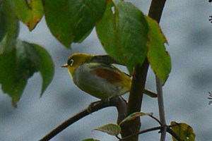 ໃນເຂດສະຫງວນທໍາມະຊາດພູຕ້າປາວຊານແຂວງຢູນນານ ພົບນົກແວ່ນຕາຂາວ ສີຂ້າງແດງເປັນຄັ້ງທໍາອິດ