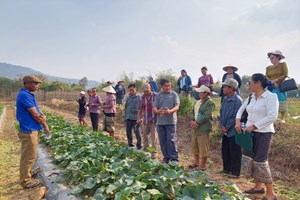 ຊາວກະສິກອນເມືອງພີນ ທັດສະນະສຶກສາການປູກໝາກແຕງແຄນຕາລູກ