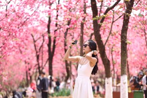 ເສັ້ນທາງທ່ຽວຊົມ ດອກໄມ້ຢູ່ແຂວງຢຸນນານ