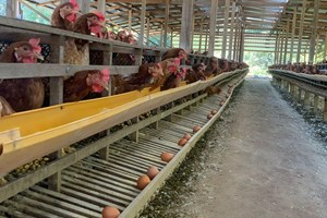 ມີນະໂຍບາຍ 5 ຂໍ້ ທີ່ລັດວາງອອກເພື່ອປະກັນຄວາມສ່ຽງ ຕໍ່ການລ້ຽງສັດ ແລະ ສັດນໍ້າ