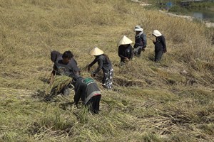 ເມືອງໄຊພູທອງ ເກັບກ່ຽວເຂົ້ານາປີສໍາເລັດແລ້ວ 95%