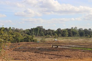 ຄໍາມ່ວນຕົກກ້າເຂົ້ານາລະດູແລ້ງໄດ້ແລ້ວ 482 ໂຕນ