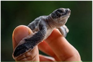 ເຕົ່າທະເລເກີດໃໝ່ໃນມາເລເຊຍມີໂຕຜູ້ໜ້ອຍລົງ ຍ້ອນພາວະໂລກຮ້ອນ