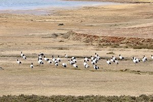 ແຂວງຢຸນນານ ມີຫ້ອງອາຫານສໍາລັບນົກຂຽນຄໍດໍາ