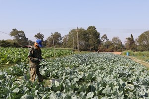 ຊາວກະສິກອນທົ່ວແຂວງຄໍາມ່ວນເກັບກູ້ພືດລະດູຝົນໄດ້ແລ້ວ 11.651 ເຮັກຕາ