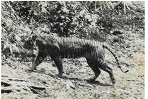 ພະນັກງານຄົ້ນຄວ້າວິທະຍາສາດອິນໂດເນເຊຍ ພົບຮ່ອງຮອຍຂອງເສືອຈາວາ