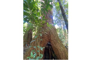 ຜົນສໍາເລັດການສໍາຫຼວດ ແລະປະເມີນຊັບພະຍາກອນປ່າໄມ້ໃນປີ2023ຜ່ານມາ