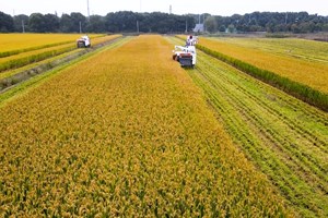 ໂຄງການປູກເຂົ້າສາມລະດູ ຂອງ ອາຊີ-ໂປຕາສ ສາກົນການເກັບກ່ຽວຂອງລະດູທໍາອິດເຮັກຕາໜຶ່ງຜົນຜະລິດ 7,7 ໂຕນ