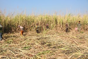 ການນໍາເມືອງໆລອງ ຊຸກຍູ້ການເກັບກູ້ຜົນຜະລິດອ້ອຍ ຂອງປະຊາຊົນ