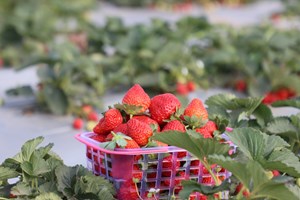 ບໍລິສັດ ຊວງໄຊພັດທະນາ ທົດລອງປູກໄມ້ໃຫ້ໝາກ ເພື່ອການທ່ອງທ່ຽວ ແລະ ເປັນສິນຄ້າສົ່ງອອກ