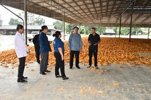 ທ່ານເຈົ້າແຂວງໄຊຍະບູລີ ລົງຊຸກຍູ້ຜູ້ປະກອບການ ເກັບຊື້ຜົນຜະລິດກະສິກໍາ