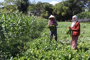 ທົ່ວແຂວງຄໍາມ່ວນເກັບກູ້ພືດລະດູແລ້ງໄດ້ແລ້ວ 3.880 ເຮັກຕາ
