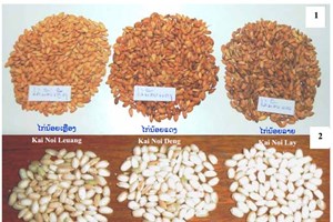 ເພື່ອສະໜອງແນວພັນພືດ ໃຫ້ພຽງພໍແກ່ການຜະລິດ ລັດໄດ້ມີນະໂຍບາຍປັດໄຈການຜະລິດ