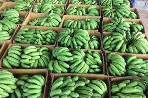 ລາວ ມີ 3 ປະເທດອ້ອມຂ້າງ ທີ່ເປັນທ່າແຮງສຳຄັນໃນການສົ່ງອອກ ພືດສິນຄ້າ