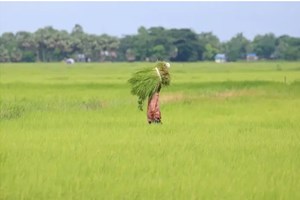 ມຽນມາ ສ້າງລາຍໄດ້ຈາກການສົ່ງອອກສິນຄ້າການກະເສດເຖິງ 1,8 ພັນລ້ານໂດລາ