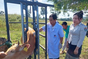 ຫ້ອງການກະສິກໍາ-ປ່າໄມ້ ເມືອງພີນ ຈັດພິທີສັກຢາປ້ອງກັນພະຍາດສັດ