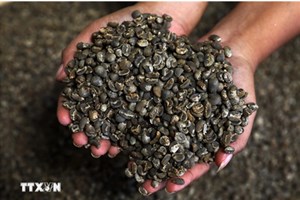 ອິນໂດເນເຊຍ ສົ່ງອອກກາເຟລື່ນກາຍການນຳເຂົ້າ ເກືອບ 4 ປີຕິດຕໍ່ກັນ