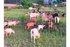 ລ້ຽງແບ້ຂາຍສ້າງລາຍຮັບໝັ້ນຄົງໃຫ້ຄອບຄົວ