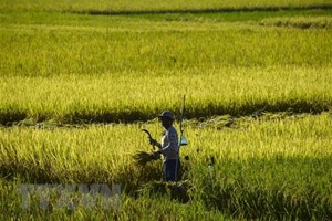 ລັດຖະບານ ອິນໂດເນເຊຍ ເພີ່ມການສະໜອງເຂົ້າສານ