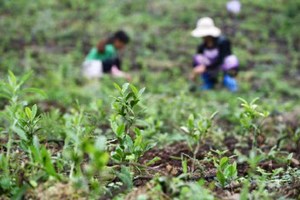 ຈີນ ສ້າງຜູ້ມີຄວາມຮູ້ຄວາມສາມາດ ເກືອບ 20 ລ້ານຄົນໃຫ້ແກ່ 160 ກວ່າປະເທດ
