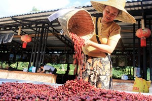 ສາຍແນນກັບກາເຟຢຸນນານ