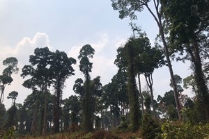 ກົມປ່າໄມ້ສົ່ງເສີມການປູກໄມ້-ນໍາໃຊ້ໄມ້-ເຄື່ອງປ່າຂອງດົງ