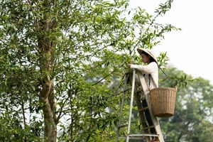 ຊາພັນປີຂອງລາວໄດ້ເຂົ້າຮ່ວມງານວາງສະແດງສິນຄ້ານໍາເຂົ້າ ສາກົນຈີນ ໂດຍຜ່ານທາງລົດໄຟ ລາວ-ຈີນ