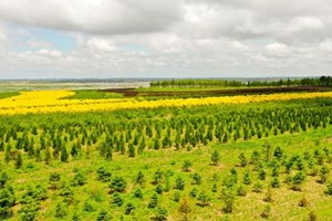 ຈີນ ປັບປຸງສິ່ງແວດລ້ອມ ດ້ວຍການປູກຕົ້ນໄມ້ຕົ້ນຫຍ້າ ເຖິງ 8,3 ລ້ານເຮັກຕາ