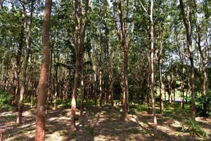 ກຳປູເຈຍ ສ້າງລາຍໄດ້ຈາກການສົ່ງອອກຢາງພາລາເຖິງ 320,5 ລ້ານໂດລາ