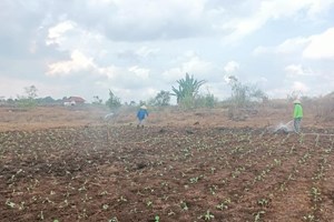 ປາກຊ່ອງ ເນັ້ນການປູກພືດເປັນສິນຄ້າສ້າງລາຍຮັບຍົກລະດັບຊີວິດການເປັນຢູ່ຂອງປະຊາຊົນ