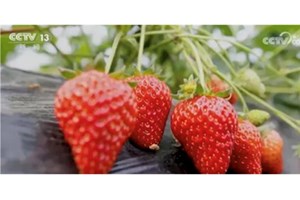 ຈີນຈະເລັ່ງການພັດທະນາແບບສີຂຽວດ້ານກະສິກຳແລະປັບປຸງຊີວະພາບ