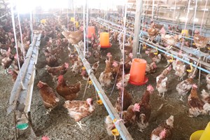 ຜົ້ງສາລີ ຊຸກຍູ້ສົ່ງເສີມການລ້ຽງໄກ່ພັນໄຂ່ລ້ຽງໄກ່ຄົບວົງຈອນ 