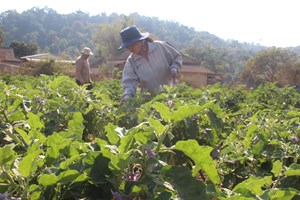 ຄອບຄົວທ່ານ ນາງ ພົມມາ ແສງສຸລິຍາ ປູກຝັງ-ລ້ຽງສັດສ້າງລາຮັບ 370 ລ້ານກີບຕໍ່ປີ